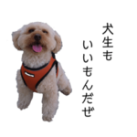 トイプードルのドナその2