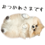 ごろごろポメラニアン