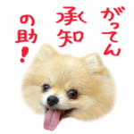 変なことばっか言うポメラニアン