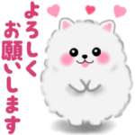 動くよ♪ ポメラニアン ぽちゃん