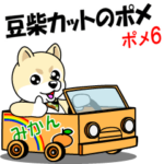 動く！豆柴カットのポメラニアン６