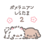 ポメラニアンしらたま2