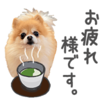 ポメラニアン犬写真スタンプ