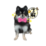 ポメラニアンpome