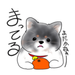 ポメラニアンのうた銀1