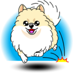 かわいいポメラニアン犬