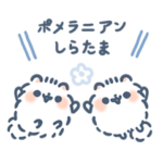 ポメラニアンしらたま