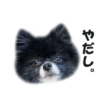 拗ね気味ポメラニアン