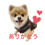 ポメラニアンのぽんちゃん1