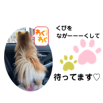 ポメラニアンちゃちゃのスタンプ2