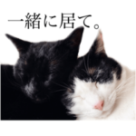 ツンデレにゃんこ_ちいちゃん1