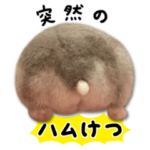 ハムスターの盛り合わせ