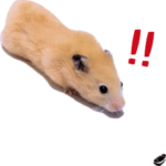 動く！キンクマハムスター ムギの生活