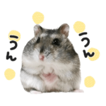 ジャンガリアンハムスターのちむ