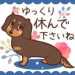 ダックス大好き◆チョコタン◆大人可愛い