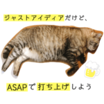 サバトラシニア猫めい、ときどき黒猫クウ