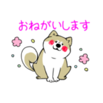 ポチパパ保護犬達の楽園