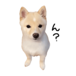 こむぎのいる生活1