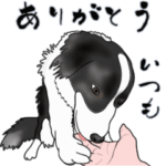 「超元気な」ボーダーコリー