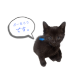 ぷーたろう　〜子猫は一瞬で大きくなる〜