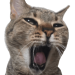 うちのねこズ　ペコとバン