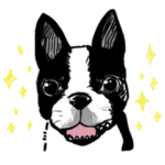 いろいろボストンテリア+