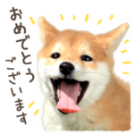 敬語で柴犬だワン！