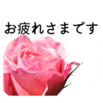 暮らしに花を♪バラ