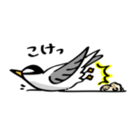 がんばれ!コアジサシ