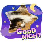 シェルティちいなのスタンプ