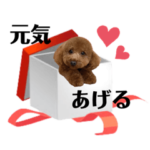 パピヨンとトイプードルの日常会話編