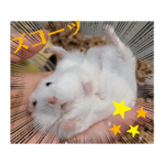 おもしろ可愛いハムスターはむチラfamily2