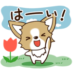 ガーリー・チワワ