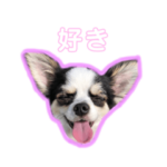 チワワのスタンプ