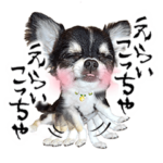 京都ことばのチワワのあずき