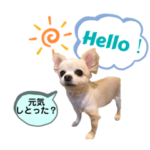 チワワ語　熊本ver.