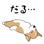 みんな大好き！コーギー！