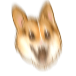 動いて荒ぶるコーギー