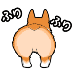 動く！コーギーのおしり