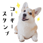 コーギーのノエさん