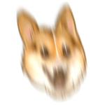 荒ぶるコーギー