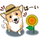 気軽にコーギー 夏季編