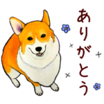 まじめなコーギー〈気づかい〉