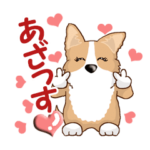 コーギーの日常・動く