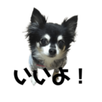 チワワのピッピとちょっと柴犬