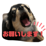 チワワのてんスタ