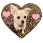 チワワのちいちゃん♪