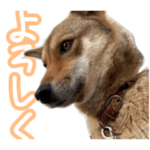 ぷーちゃんかわいい