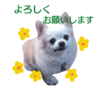 チワワのラッキー＊日常会話