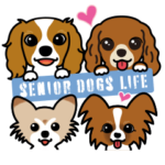 シニア犬ライフ